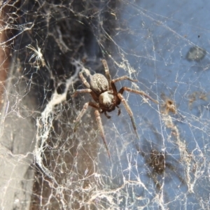 Badumna insignis at Fadden, ACT - 10 Mar 2018