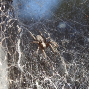 Badumna insignis at Fadden, ACT - 10 Mar 2018