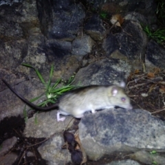 Rattus rattus (Black Rat) at Gordon, ACT - 12 Jul 2020 by ChrisHolder
