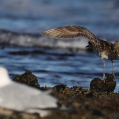 Pluvialis fulva (Pacific Golden-Plover) at Congo, NSW - 6 Jul 2020 by jbromilow50