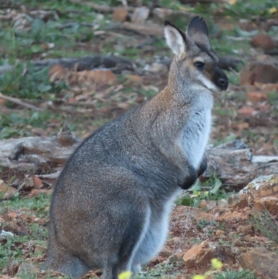 Notamacropus rufogriseus (Red-necked Wallaby) at Red Hill Nature Reserve - 14 Jul 2020 by roymcd