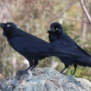 Corvus coronoides at Garran, ACT - 14 Jul 2020