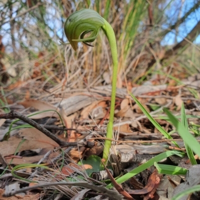 Pterostylis nutans (Nodding Greenhood) at Point 26 - 14 Jul 2020 by shoko