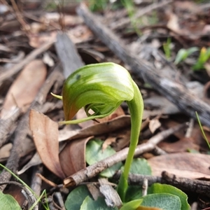 Pterostylis nutans at Point 26 - suppressed