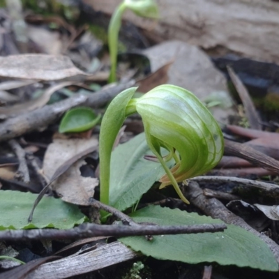 Pterostylis nutans (Nodding Greenhood) at Point 5821 - 14 Jul 2020 by shoko