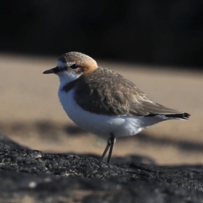 Anarhynchus ruficapillus (Red-capped Plover) at Congo, NSW - 6 Jul 2020 by jb2602