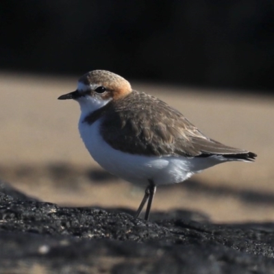 Anarhynchus ruficapillus (Red-capped Plover) at Congo, NSW - 6 Jul 2020 by jbromilow50