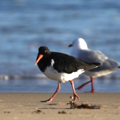 Haematopus longirostris (Australian Pied Oystercatcher) at Congo, NSW - 5 Jul 2020 by jbromilow50