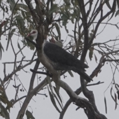 Columba leucomela (White-headed Pigeon) at Black Range, NSW - 14 Jul 2020 by AndrewMcCutcheon