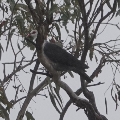 Columba leucomela (White-headed Pigeon) at Black Range, NSW - 14 Jul 2020 by AndrewMcCutcheon