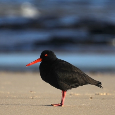 Haematopus fuliginosus (Sooty Oystercatcher) at Congo, NSW - 5 Jul 2020 by jbromilow50
