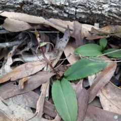 Chiloglottis seminuda (Turtle Orchid) at Woodlands, NSW by LizzyM