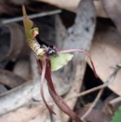 Chiloglottis seminuda (Turtle Orchid) at Woodlands by LizzyM