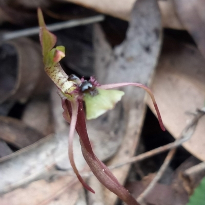 Chiloglottis seminuda (Turtle Orchid) at Woodlands by LizzyM