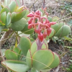 Cotyledon orbiculata (Cotyledon) at Isaacs Ridge and Nearby - 15 Jul 2020 by Mike