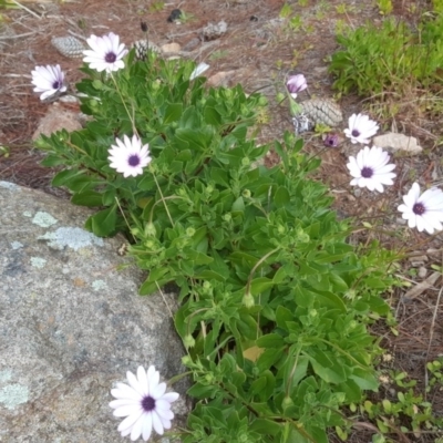 Dimorphotheca ecklonis (South African Daisy) at Isaacs Ridge and Nearby - 15 Jul 2020 by Mike