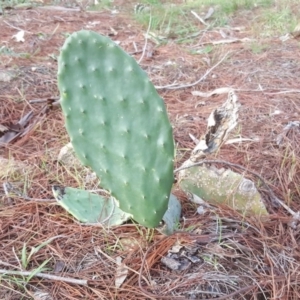 Opuntia stricta at Isaacs, ACT - 15 Jul 2020 04:46 AM