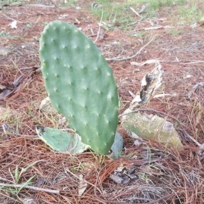 Opuntia stricta (Common Prickly Pear) at Isaacs, ACT - 15 Jul 2020 by Mike