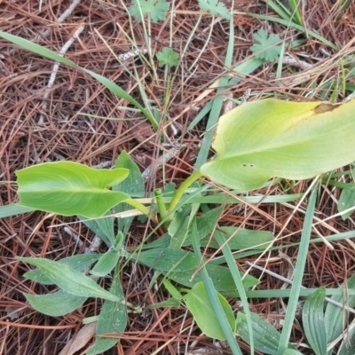 Zantedeschia aethiopica (Arum Lily) at Isaacs, ACT - 15 Jul 2020 by Mike