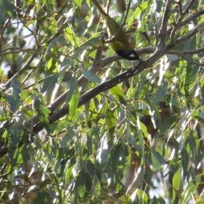 Nesoptilotis leucotis (White-eared Honeyeater) at Carwoola, NSW - 2 Jul 2020 by tom.tomward@gmail.com