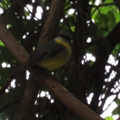 Eopsaltria australis (Eastern Yellow Robin) at Acton, ACT - 12 Jul 2020 by tom.tomward@gmail.com