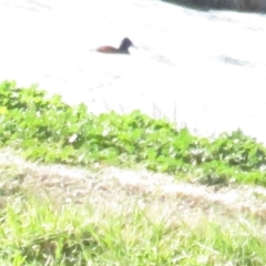 Oxyura australis (Blue-billed Duck) at Fyshwick, ACT - 15 Jul 2020 by tom.tomward@gmail.com