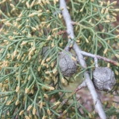 Cupressus arizonica (Arizona Cypress) at Isaacs, ACT - 14 Jul 2020 by Mike