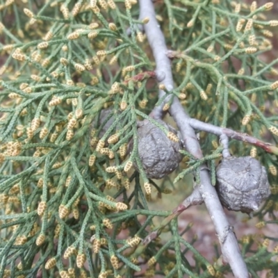 Cupressus arizonica (Arizona Cypress) at Isaacs Ridge and Nearby - 15 Jul 2020 by Mike