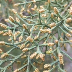 Cupressus arizonica at Isaacs, ACT - 15 Jul 2020