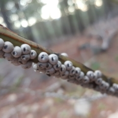 Cryptes baccatus (Wattle Tick Scale) at Jerrabomberra, ACT - 14 Jul 2020 by Mike