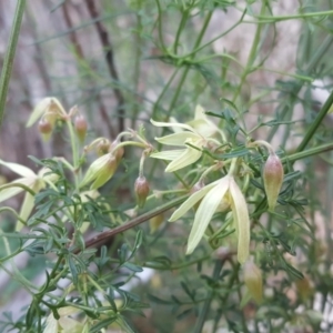 Clematis leptophylla at Isaacs Ridge - 15 Jul 2020 06:04 AM