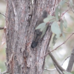 Cormobates leucophaea (White-throated Treecreeper) at Amaroo, ACT - 13 Jun 2020 by tom.tomward@gmail.com