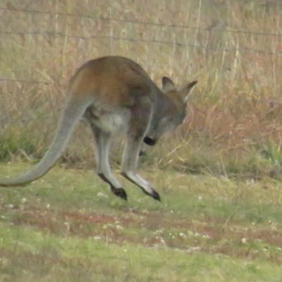 Notamacropus rufogriseus (Red-necked Wallaby) at Mulligans Flat - 13 Jun 2020 by tom.tomward@gmail.com