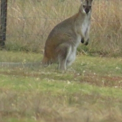 Notamacropus rufogriseus at Amaroo, ACT - 13 Jun 2020