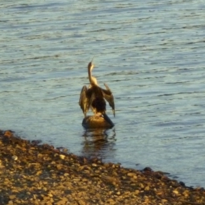 Anhinga novaehollandiae at Yarralumla, ACT - 8 May 2012