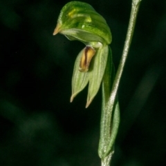 Bunochilus umbrinus (Broad-sepaled Leafy Greenhood) at Tralee, NSW - 15 Jul 2020 by dan.clark