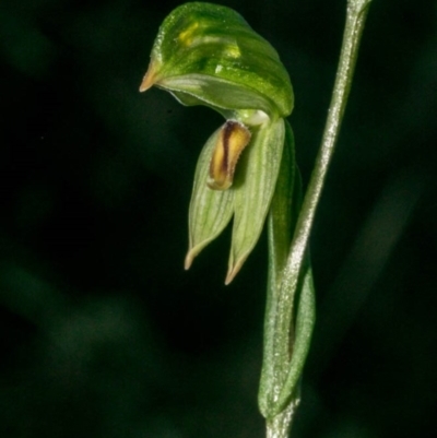 Bunochilus umbrinus (Broad-sepaled Leafy Greenhood) at Tralee, NSW - 15 Jul 2020 by dan.clark