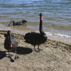 Cygnus atratus (Black Swan) at Yarralumla, ACT - 1 Aug 2009 by AlisonMilton