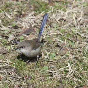 Malurus cyaneus at Yarralumla, ACT - 1 Aug 2009