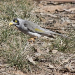 Manorina melanocephala (Noisy Miner) at Yarralumla, ACT - 1 Aug 2009 by AlisonMilton