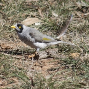 Manorina melanocephala at Yarralumla, ACT - 1 Aug 2009