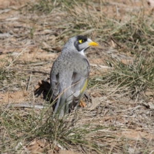 Manorina melanocephala at Yarralumla, ACT - 1 Aug 2009