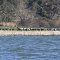 Phalacrocorax sulcirostris (Little Black Cormorant) at Yarralumla, ACT - 1 Aug 2009 by AlisonMilton