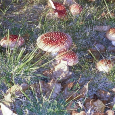 Amanita muscaria (Fly Agaric) at Yarralumla, ACT - 8 May 2012 by AlisonMilton