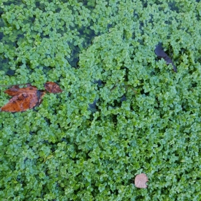 Callitriche stagnalis (Common Starwort) at Forde, ACT - 15 Jul 2020 by Jiggy