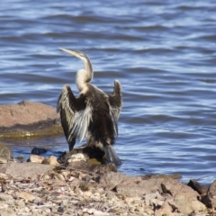 Anhinga novaehollandiae (Australasian Darter) at Parkes, ACT - 12 Aug 2012 by AlisonMilton