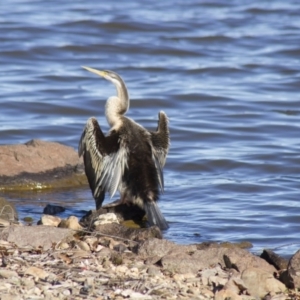 Anhinga novaehollandiae at Parkes, ACT - 12 Aug 2012