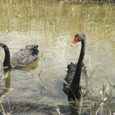 Cygnus atratus (Black Swan) at Acton, ACT - 21 Jan 2006 by AlisonMilton