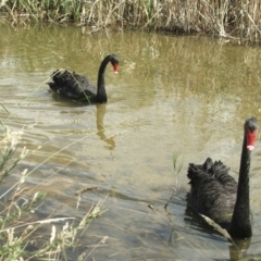 Cygnus atratus at Acton, ACT - 21 Jan 2006