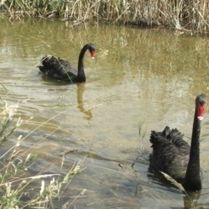 Cygnus atratus at Acton, ACT - 21 Jan 2006